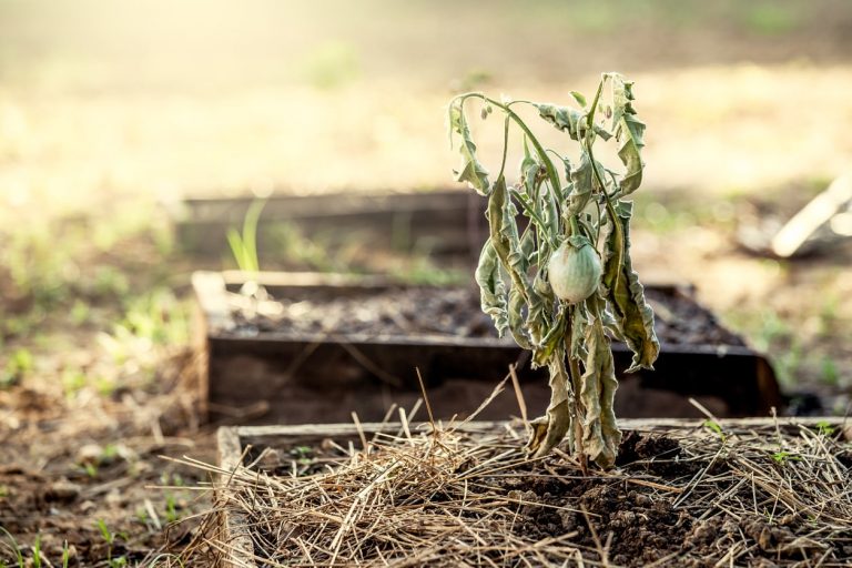 Vertrocknetet Aubergine in einem von Dürre geplagten Garten