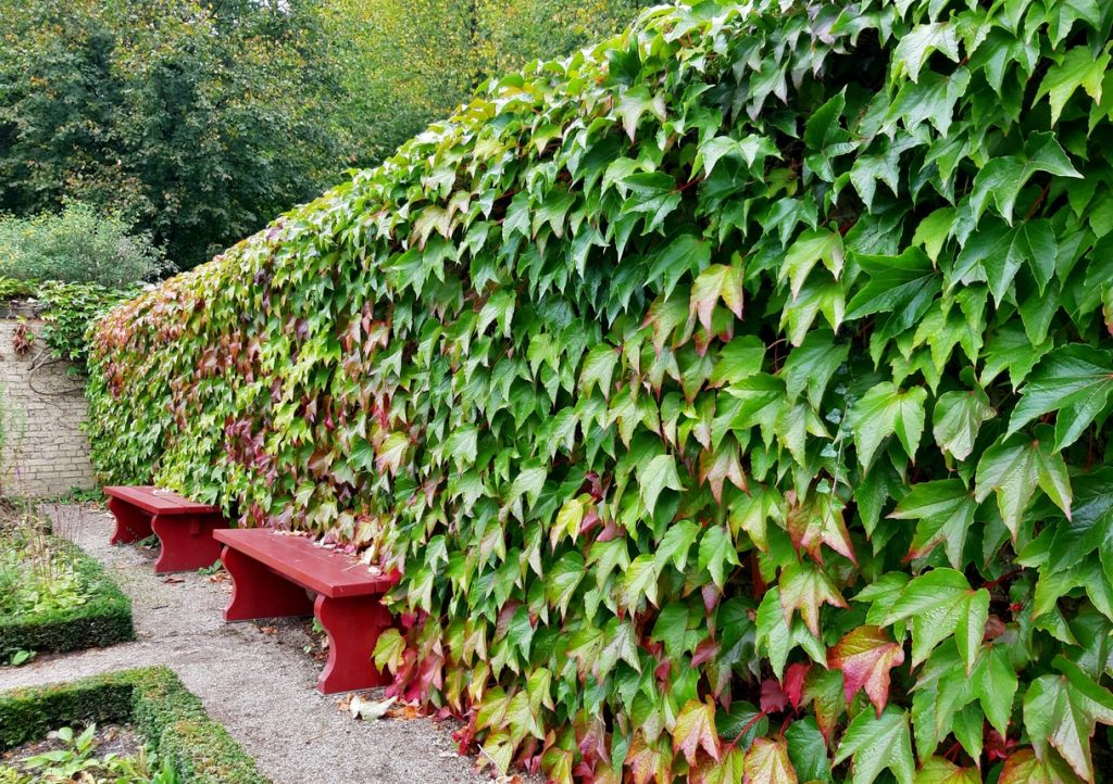 Efeuhecke in einem Garten mit zwei roten Parkbänken aus Holz