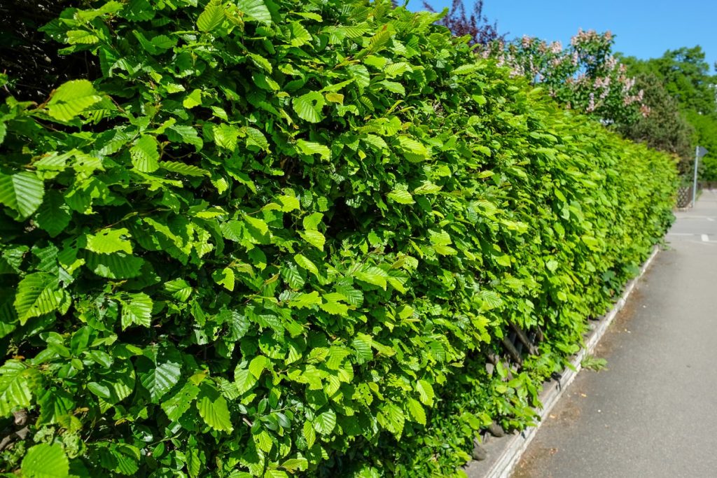 Hecke pflanzen Kosten » Was kostet die Heckenpflanzung?