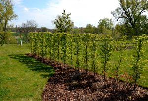 Neu gepflanzte Hainbuchenhecke im Frühjahr