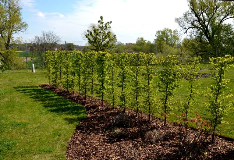 Neu gepflanzte Hainbuchenhecke im Frühjahr