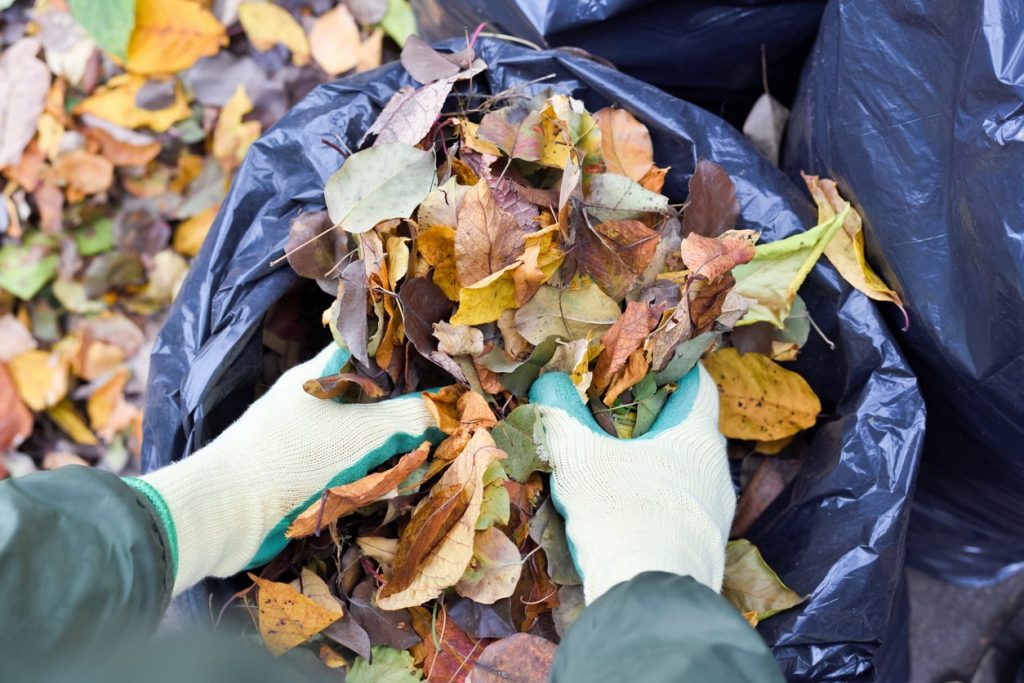Hände von einem Gärtner stecken Laub aus dem Garten in einen schwarzen Plastiksack