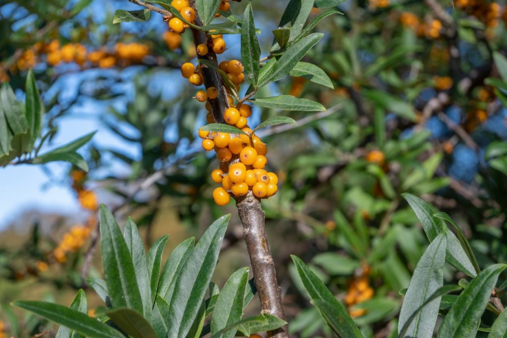 Sanddorn mit Früchten als Hecke