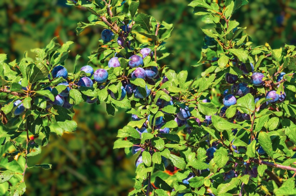 Schlehdorn mit Beeren