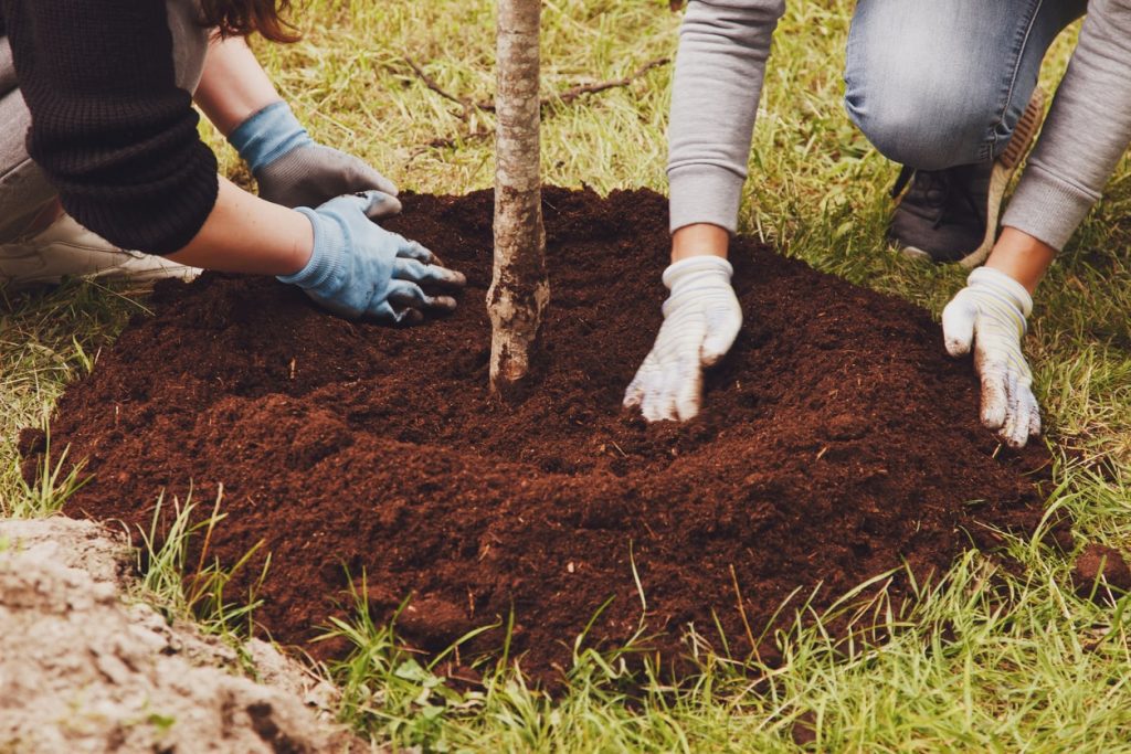 Ein Pärchen setzt einen Baum bei einer Baumpflanzung in ein Pflanzloch im Garten