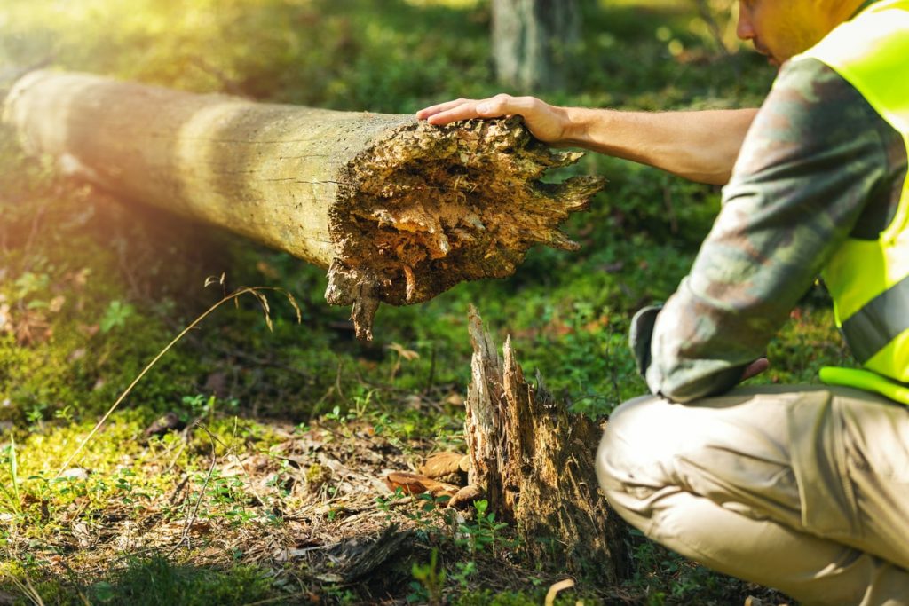 Forstarbeiter inspiziert alten, umgestürzten Baum