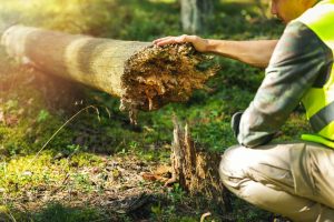 Forstarbeiter inspiziert alten, umgestürzten Baum