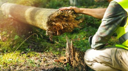 Forstarbeiter inspiziert alten, umgestürzten Baum