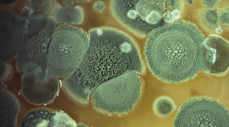 Nahaufnahmen von grünem Schimmel. Fumigatus, in einer Schale
