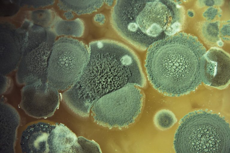 Nahaufnahmen von grünem Schimmel. Fumigatus, in einer Schale