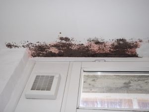 Roter Schimmel an einer Wand
