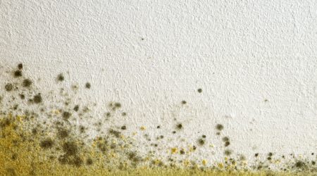 Grüner und gelber Schimmel an einer Wand