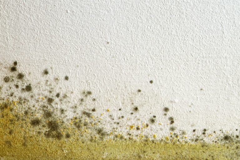 Grüner und gelber Schimmel an einer Wand