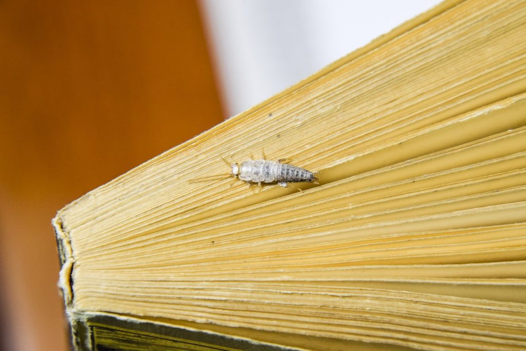Silberfischchen auf einem alten Buch