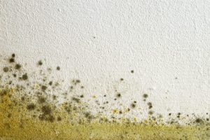 Gelber Schimmel an einer Wand in einer Wohnung.