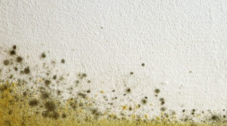 Gelber Schimmel an einer Wand in einer Wohnung.