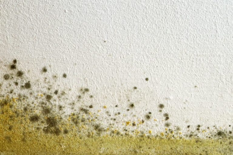 Gelber Schimmel an einer Wand in einer Wohnung.