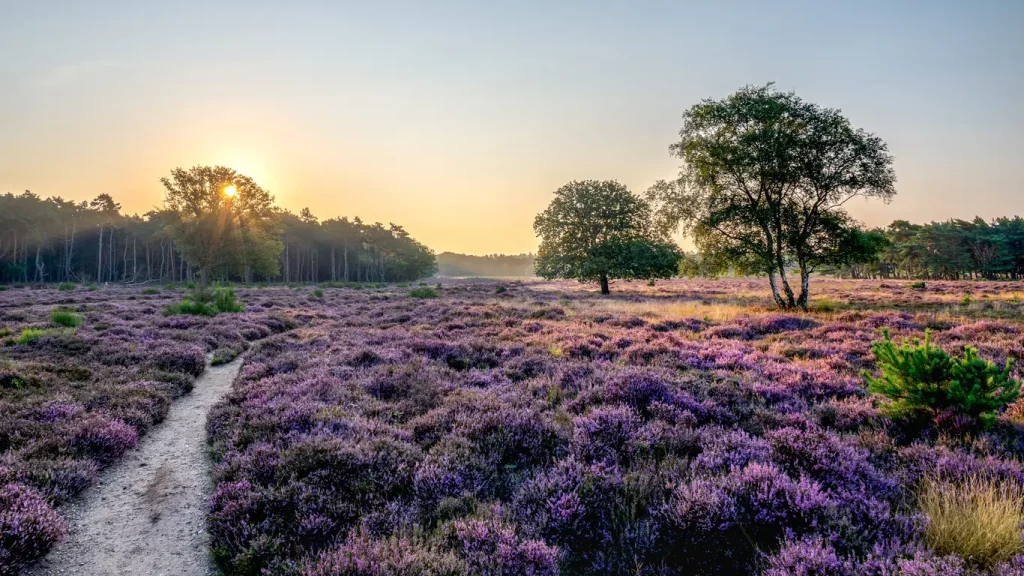 Blühende Heide mit Bäumen und Sonnenaufgang