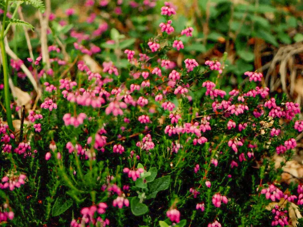 Erica Cinerea L.
