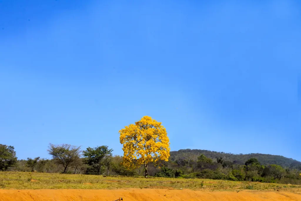 Gelber Ipé Bum mit blaume Himmel