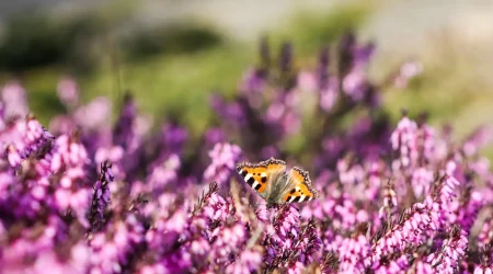 Rosa Erica Carnea und ein Schmetterling in einem Heidegarten