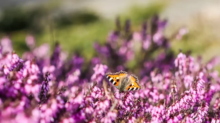 Rosa Erica Carnea und ein Schmetterling in einem Heidegarten