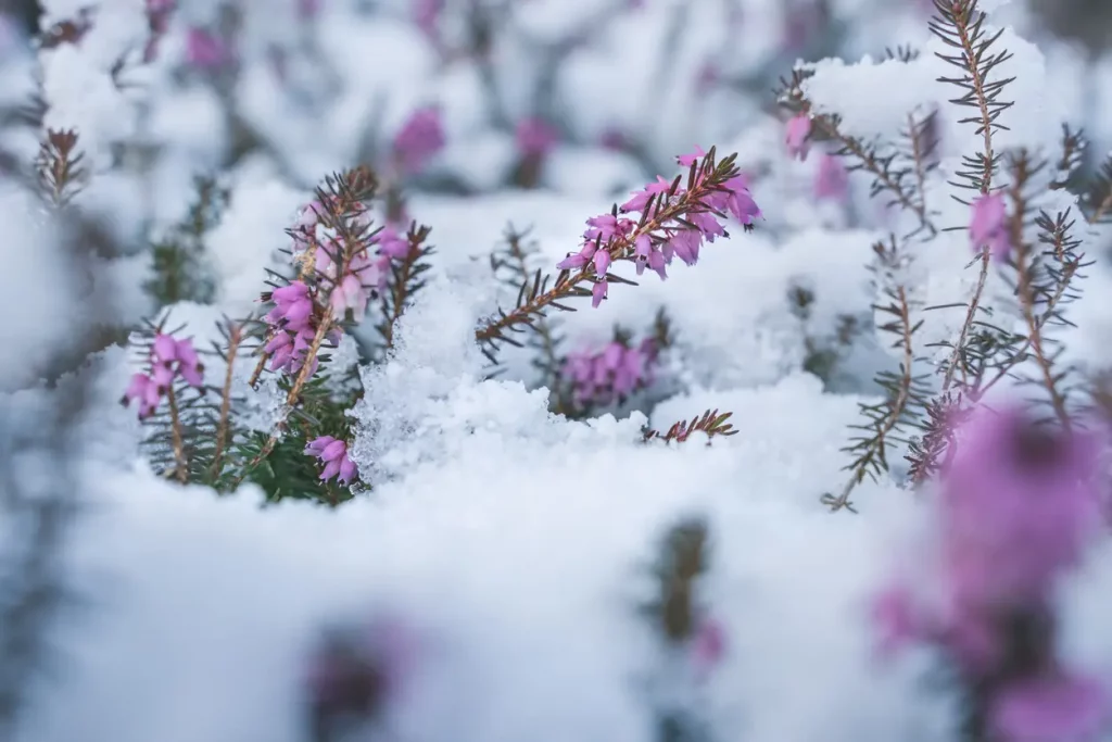 Heidegarten im Winter