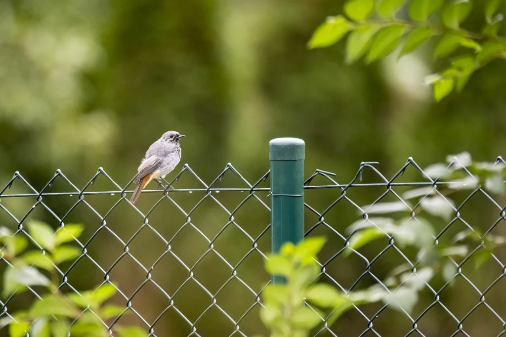 Kleiner Vogel sitzt auf einem Maschendrahtzaun