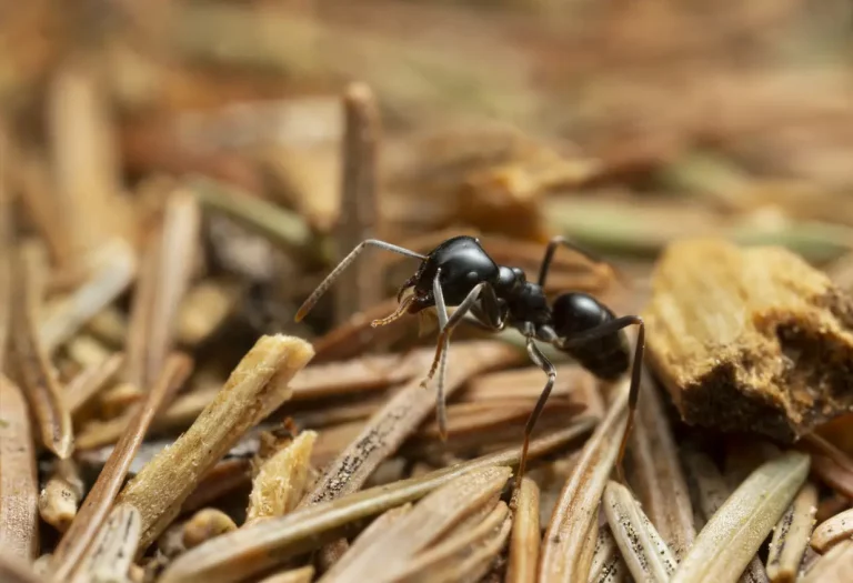 Nahaufnahme einer Glänzendschwarten Holzameise auf Holzspähnen