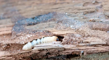 Die Larve des gemeinen Nagekäfers, auch Holzwurm genannt, reingefressen in einem Baum