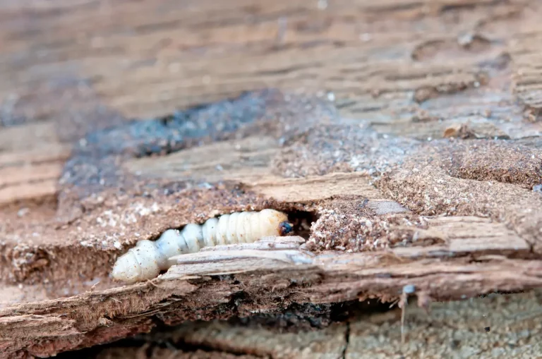 Die Larve des gemeinen Nagekäfers, auch Holzwurm genannt, reingefressen in einem Baum