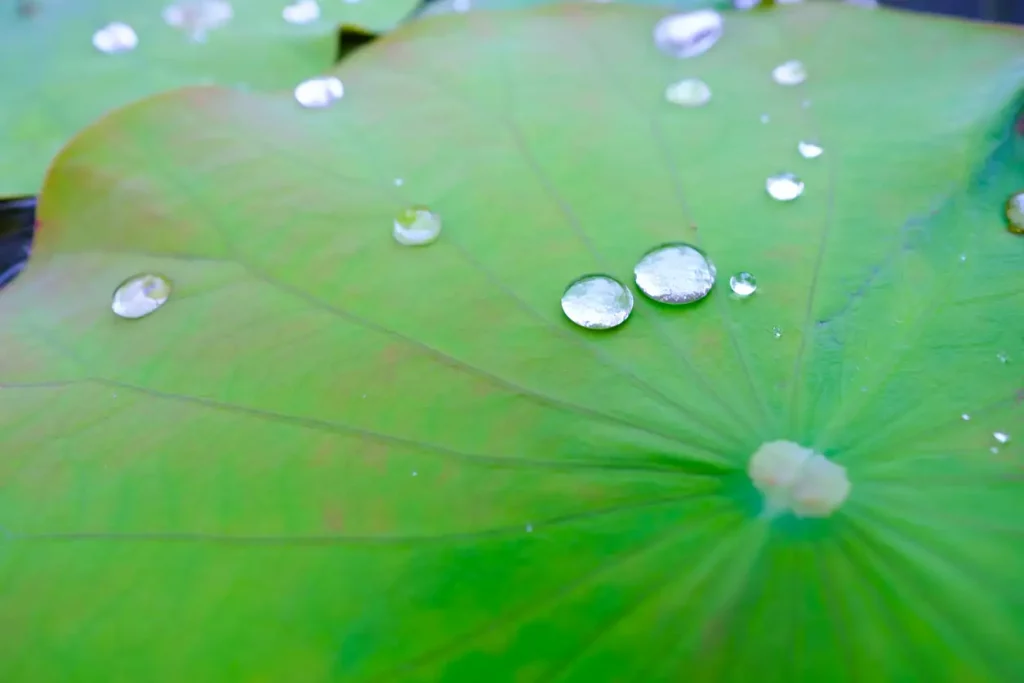 Wassertropfen auf einem Lotusblatt zur Erklärung des Lotuseffekts