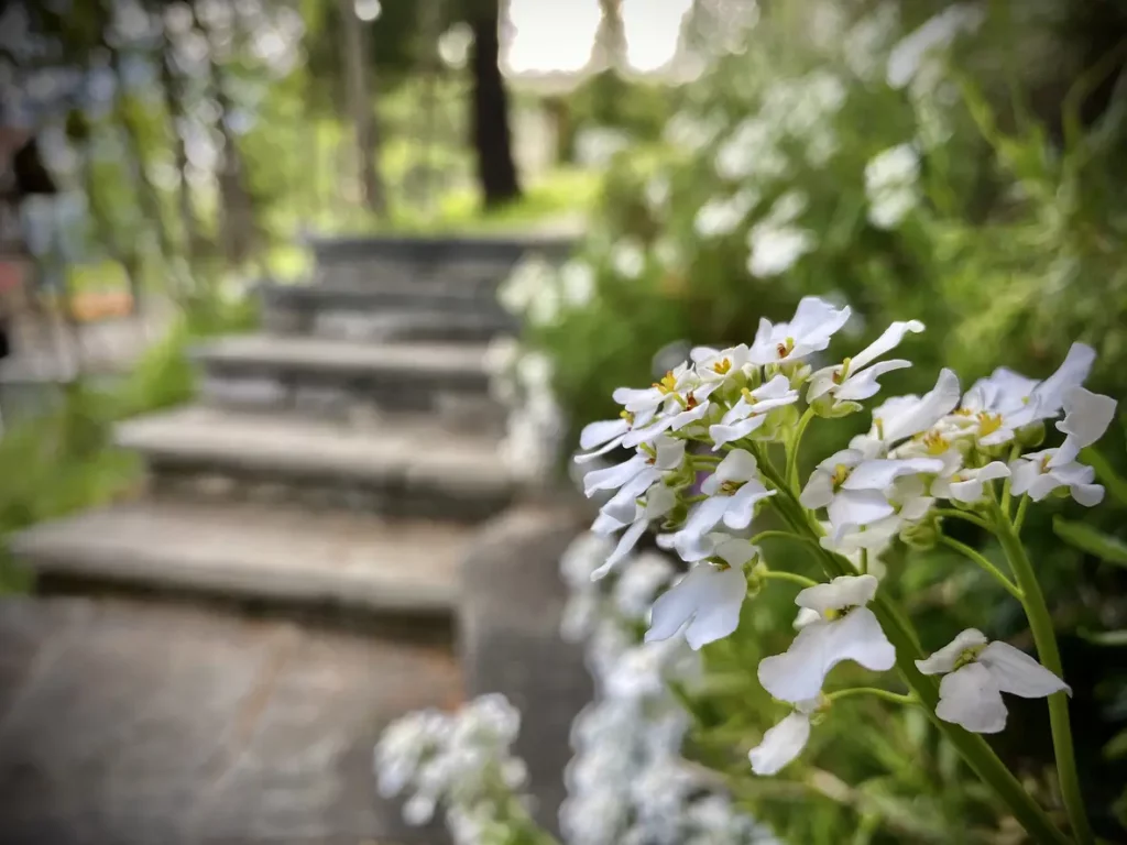 Ein weißer Strauß wilder Candytuft wächst neben einer Treppe