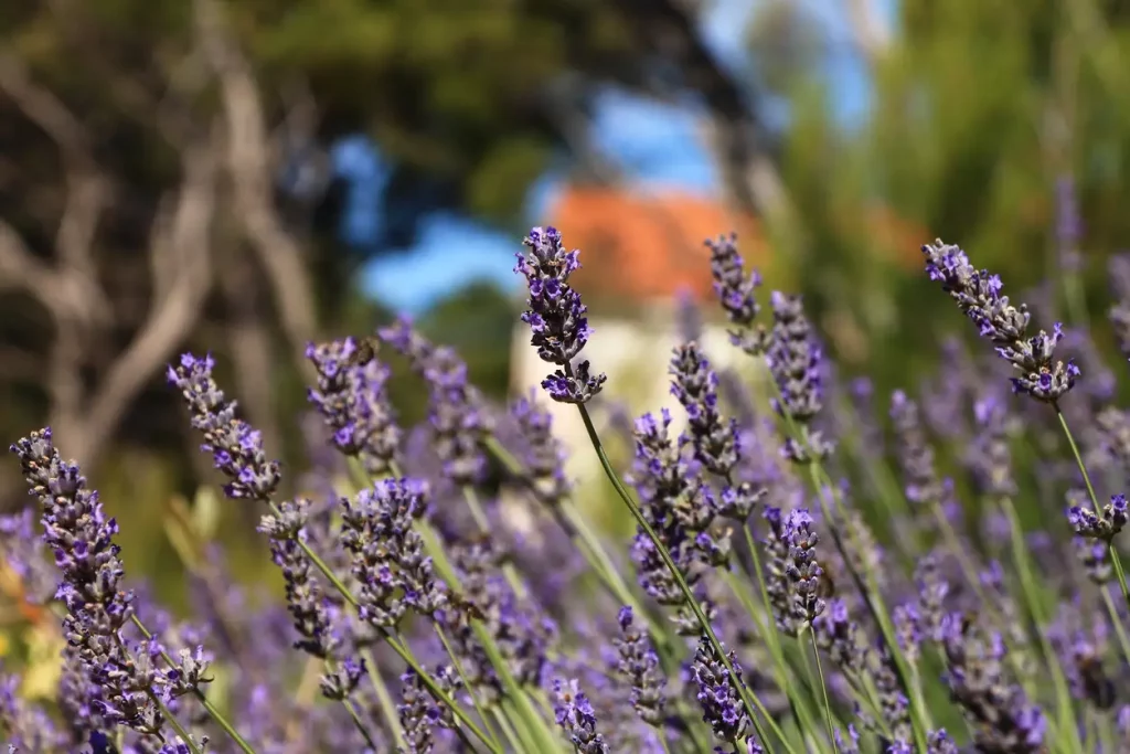 Lila Lavendel in einem Feld