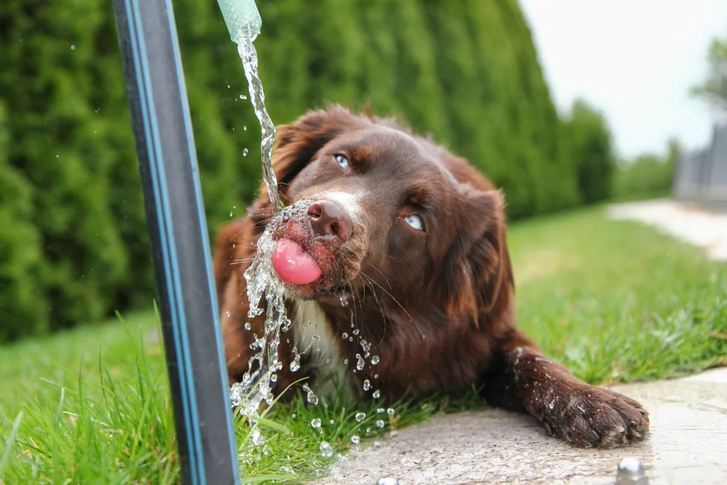 Ein Hund im Garten, der aus einem Gartenschlauch Wasser trinkt