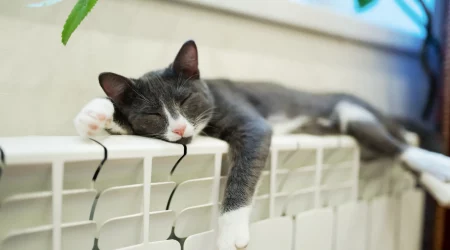 Katze schläft auf Heizkörper