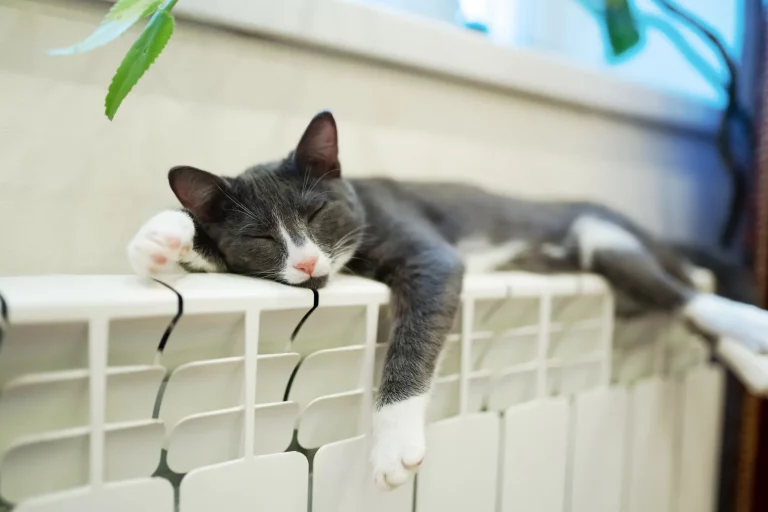 Katze schläft auf Heizkörper