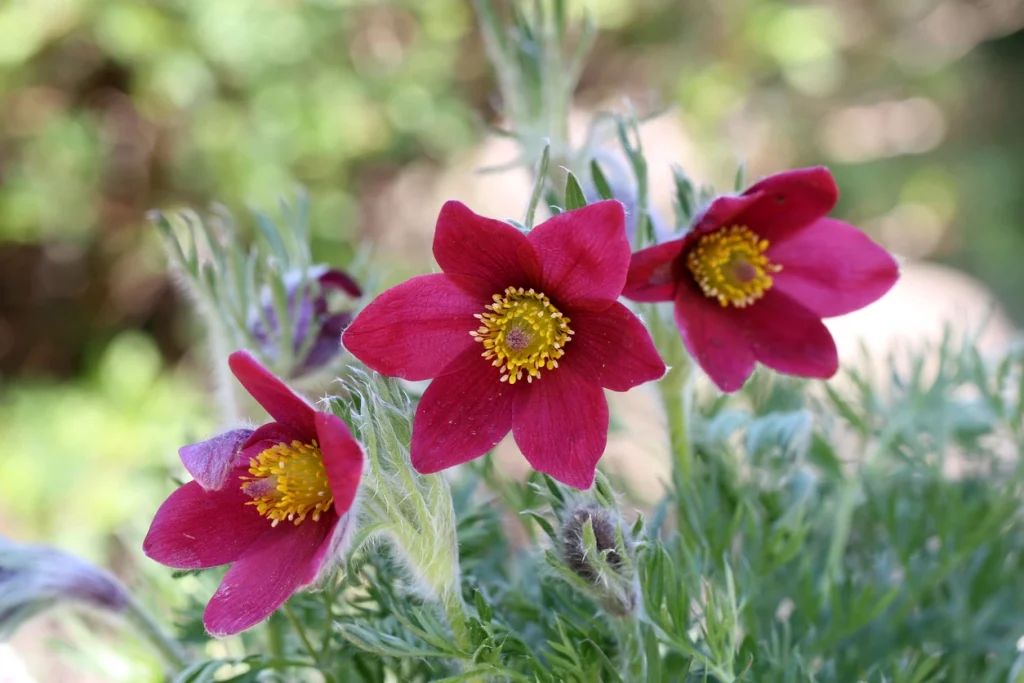 Küchenschelle in einem Garten