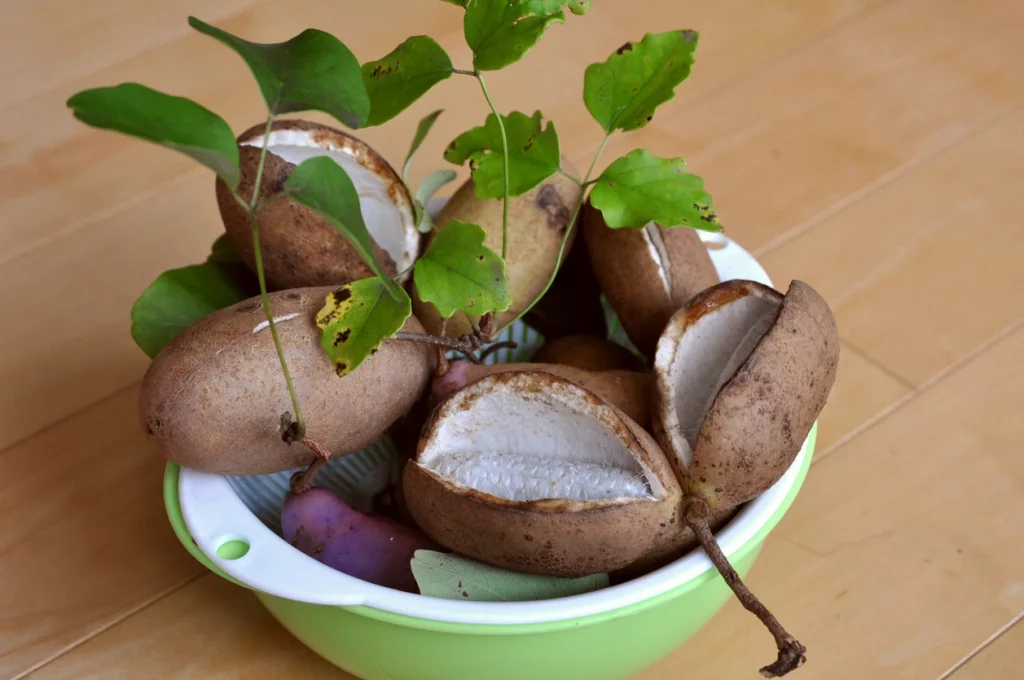 Früchte des Schokoladenwein