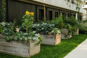 Urban Gardening mit Hochbeeten vor einem modernen Mehrfamilienhaus – Gemüse und Sonnenblumen wachsen in selbstgebauten Holzbeeten auf einer Rasenfläche.