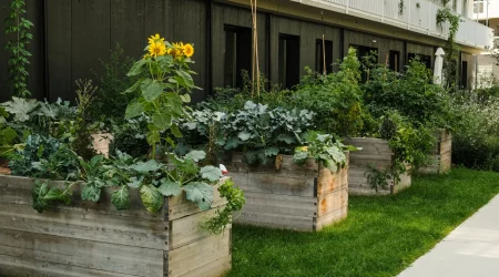 Urban Gardening mit Hochbeeten vor einem modernen Mehrfamilienhaus – Gemüse und Sonnenblumen wachsen in selbstgebauten Holzbeeten auf einer Rasenfläche.