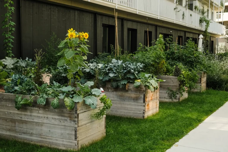 Urban Gardening mit Hochbeeten vor einem modernen Mehrfamilienhaus – Gemüse und Sonnenblumen wachsen in selbstgebauten Holzbeeten auf einer Rasenfläche.