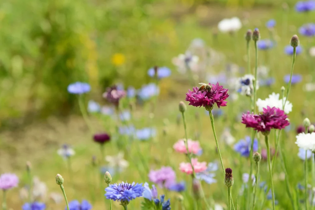 Blumen auf einer Wildblumenwiese
