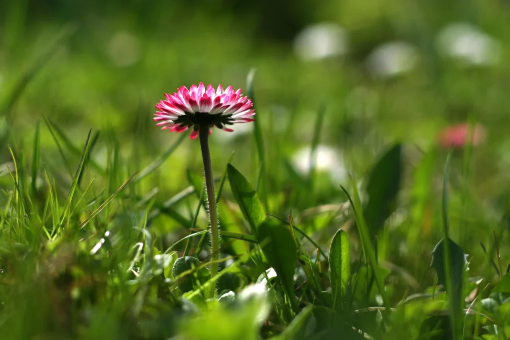 Gänseblümchen auf grünem Rasen