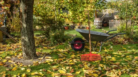 Ein Garten im Herbst mit Laub auf dem Rasen, einem Baum und einer Schubkarre mit Rechen