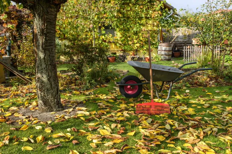 Ein Garten im Herbst mit Laub auf dem Rasen, einem Baum und einer Schubkarre mit Rechen