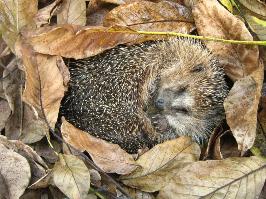 Schlafender Igel eingerollt im Herbstlaub in einem Garten