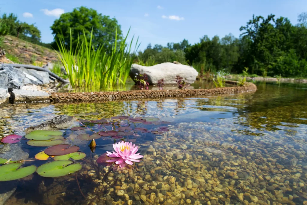 Seerosen schwimmen auf einem in einem Garten angelegten Biopool