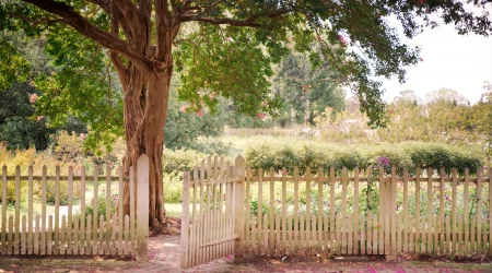 Szene in einem Garten mit einem hellen Holzzaun und Zauntor mit einem großen Baum und einer Wiese im Hintergrund