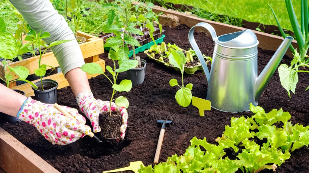 Frau bepflanzt im Frühjahr ihr Hochbeet